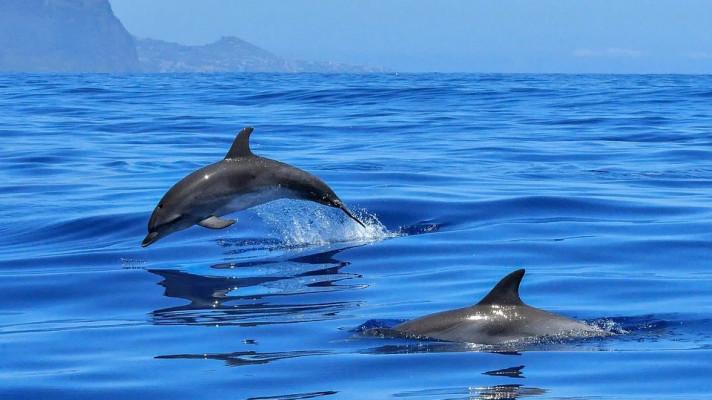 Delfíní samice se věnují sexu pro potěšení, zjistili vědci zkoumáním klitorisů