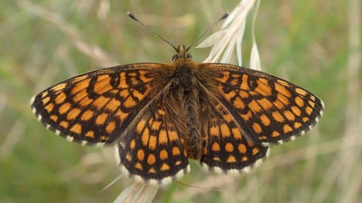 V CHKO Český les objevili nový druh motýla, hnědáska podunajského