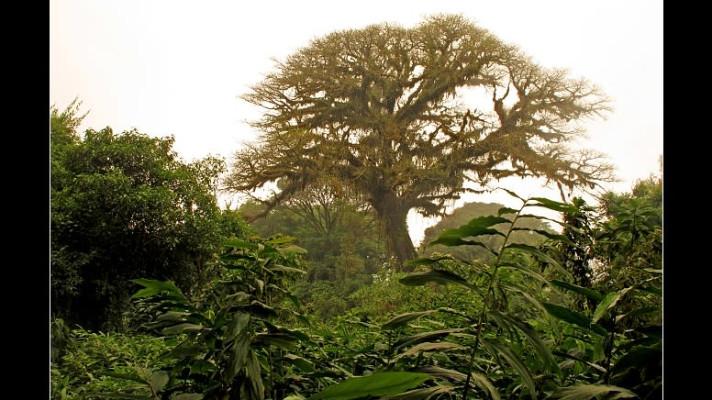 Studie: Ve světě jsou tisíce druhů stromů, které dosud nebyly zdokumentovány