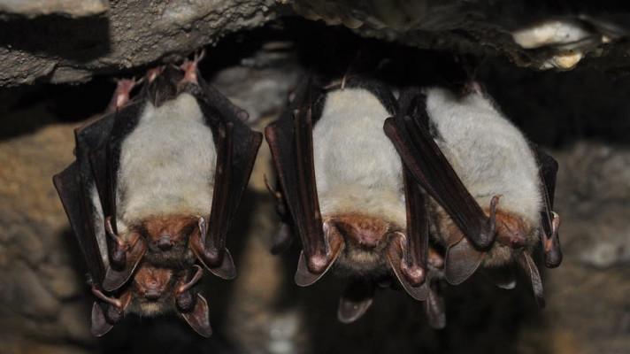 Pořekadlo Kdo šetří, má za tři platí i u zimního spánku netopýrů, zjistili vědci
