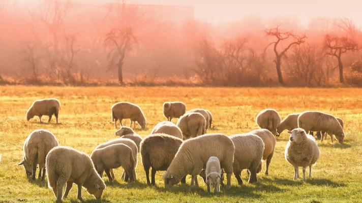 Na Ještědu bude od středy stádo ovcí, budou se pást na sjezdovce Na Ještědu bude od středy stádo ovcí, budou se pást na sjezdovce