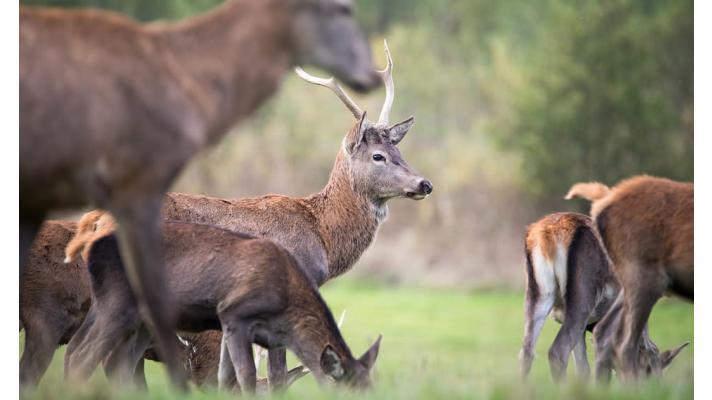 Brněnští vědci hledají způsob, jak omezit spárkatou zvěř v národních parcích