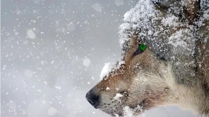 Severočeské vlky pomohou mapovat nováčci Vlčích hlídek. Hnutí DUHA pro ně pořádá seminář