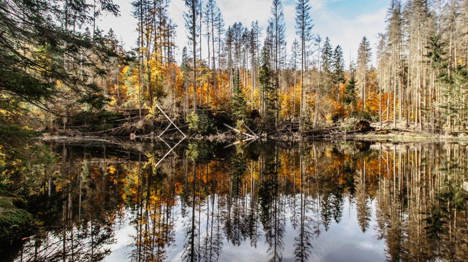 Národní přírodní skvost Boubínský prales má zůstat bez jakéhokoli zásahu. Odkaz lesníka Johna žije dál!