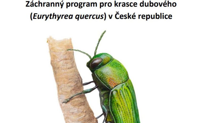 Přežije v ČR kriticky ohrožený krasec dubový? MŽP spouští záchranu