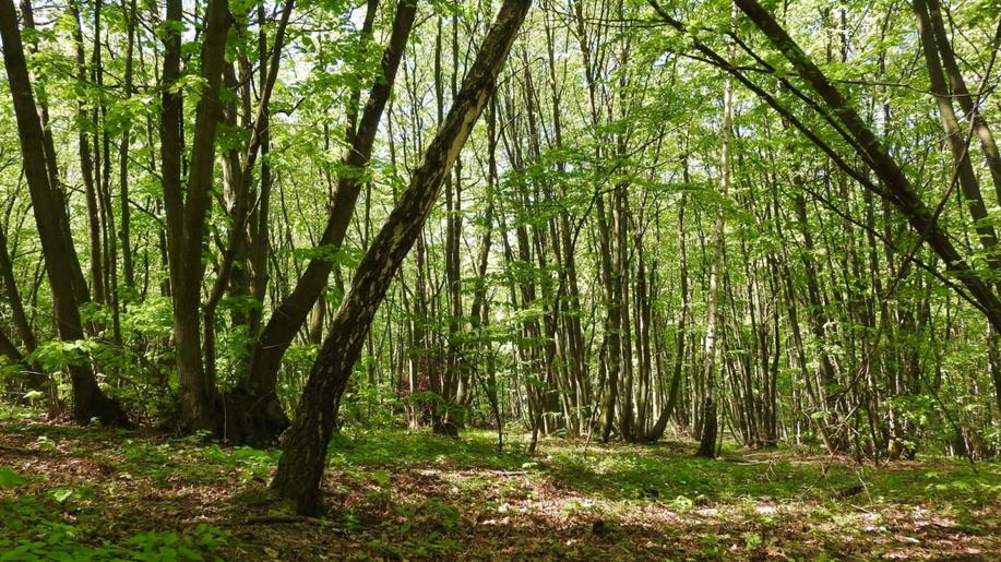 Prosvětlování nížinných lesů podporuje biodiverzitu
