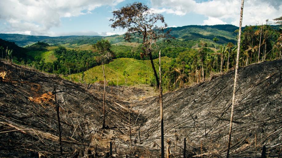 V Amazonii ubylo za posledních 40 let deset procent vegetace, uvádí studie