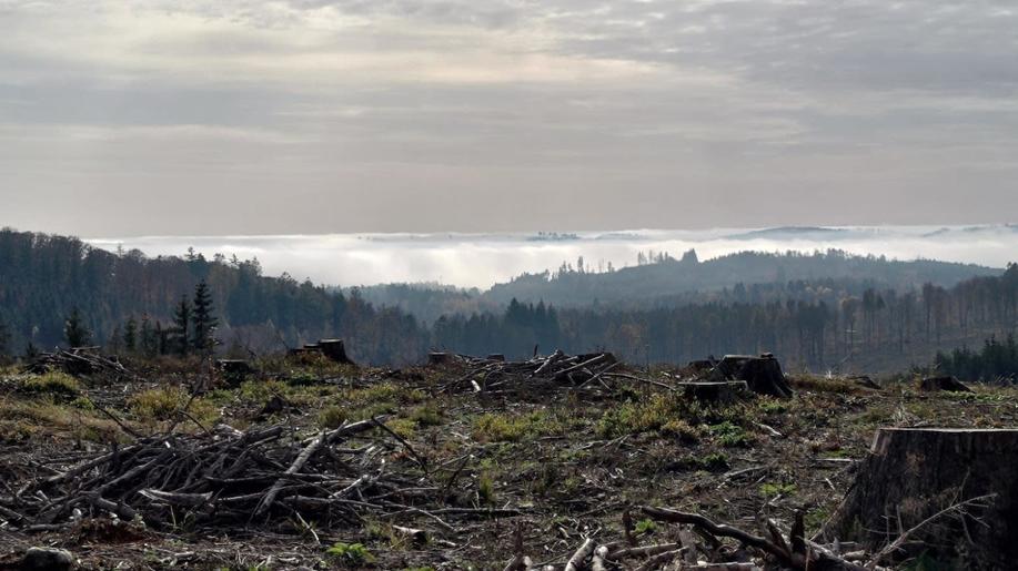 Obnovit vykácený les je potřeba do dvou let. Jinak hrozí pokuta