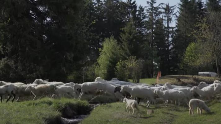 Beránek a vlk: film o soužití chovatelů a vlků bude nově dostupný online
