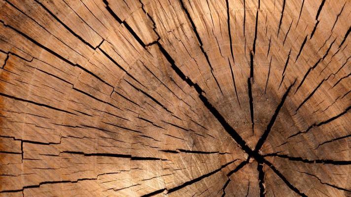 21. března - Světový den dřeva
