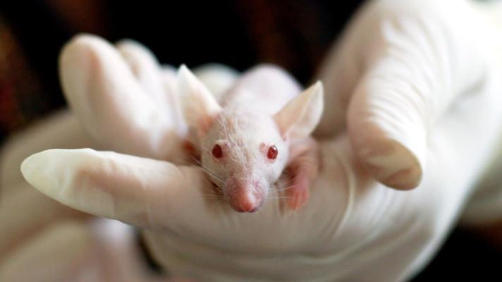 Světový den laboratorních zvířat - známé osobnosti i veřejnost chtějí pokusy bez zvířat