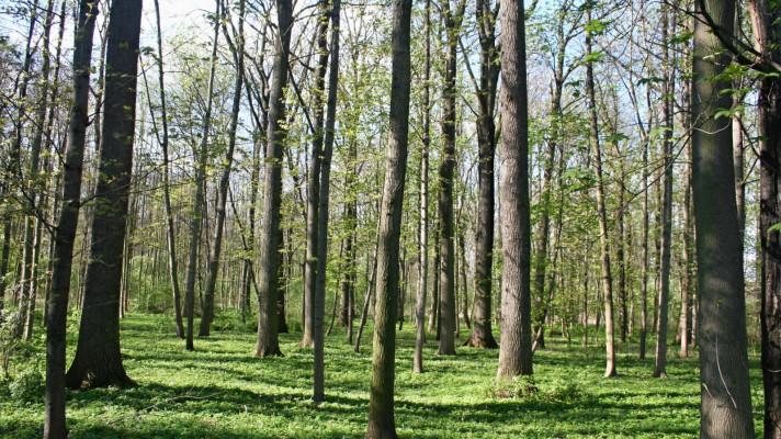 Pro obnovu lesů potřebujeme kvalitní zdroje reprodukčního materiálu lesních dřevin
