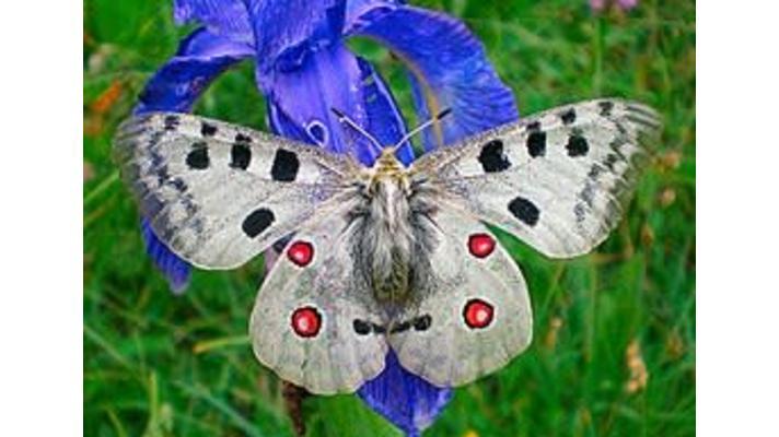 V hradeckém kraji začíná odchov vzácného motýla jasoně červenookého