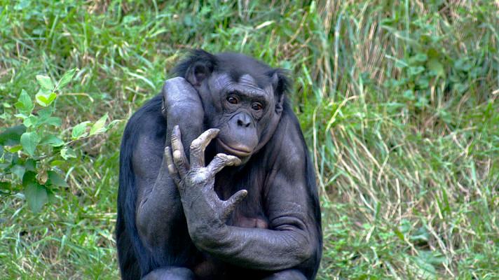 14. únor - Světový den šimpanzů bonobo
