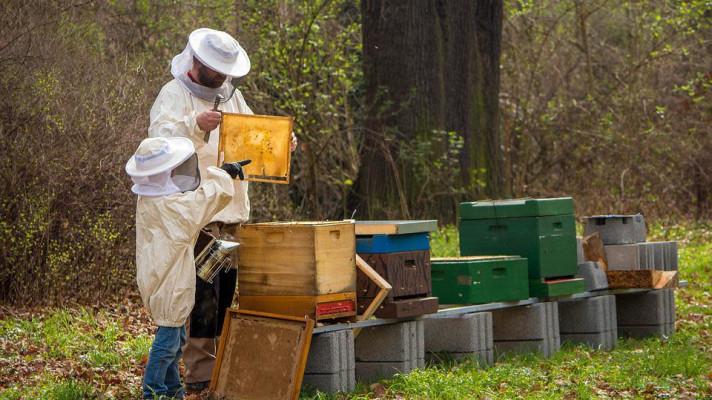 Jihlavské muzeum připravuje dlouhodobý výzkum včelařství v Česku
