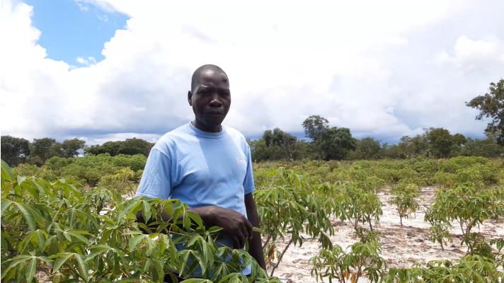 ČRA podporuje v Zambii projekt na zvyšování produktivity manga, kasavy a organických hnojiv
