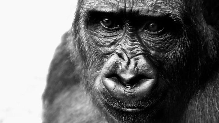 24. září - Světový den goril