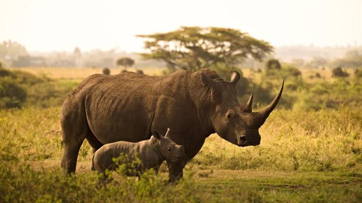 22. září - Světový den nosorožců
