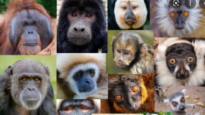 1. září - Mezinárodní den primátů