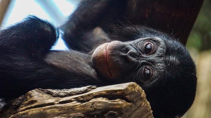 14. července - Světový den šimpanzů