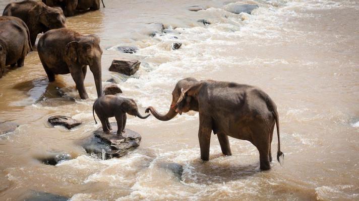 12. srpna - Světový den slonů