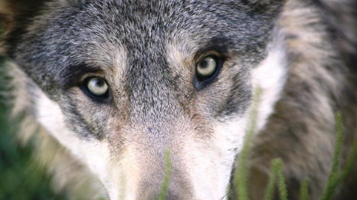 13. srpna - Mezinárodní den vlků