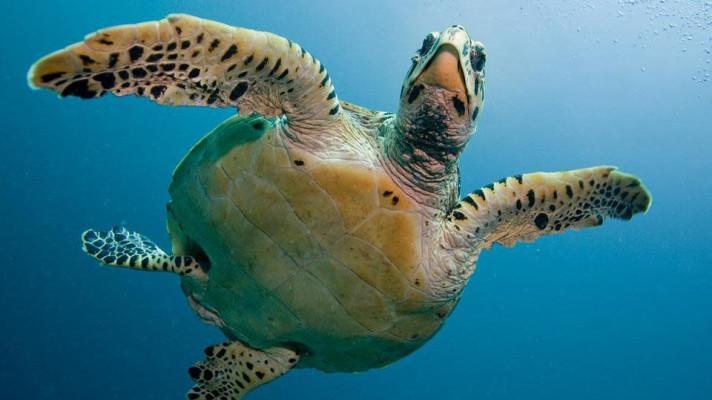 16. června - Světový den mořských želv