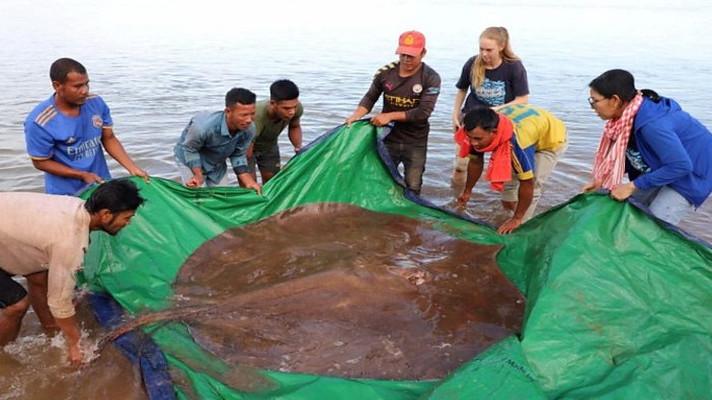 Z řeky Mekong v Kambodži byla vytažena největší dosud známá sladkovodní ryba