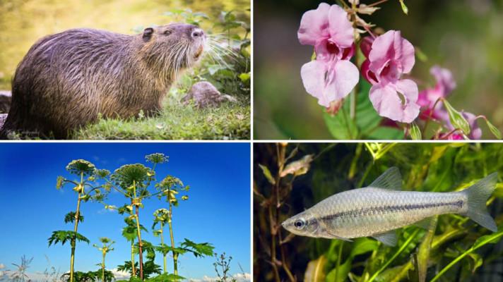 O 17 živočišných a 5 rostlinných navíc: unijní seznam čítá 88 invazních nepůvodních druhů
