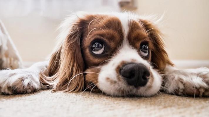Jak pomoci svému psovi bojovat s horkem? Pozor při hrách, na náhubek i na chlorovanou vodu