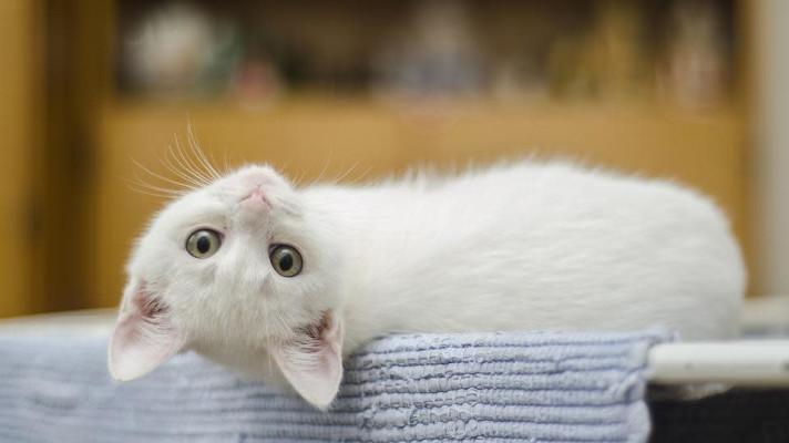Polská akademie věd zařadila kočku mezi invazivní druhy, mnohé tím zaskočila