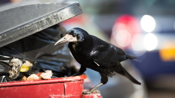 Lidé v rámci unikátního projektu nafotili ptáky ve světě plném odpadků