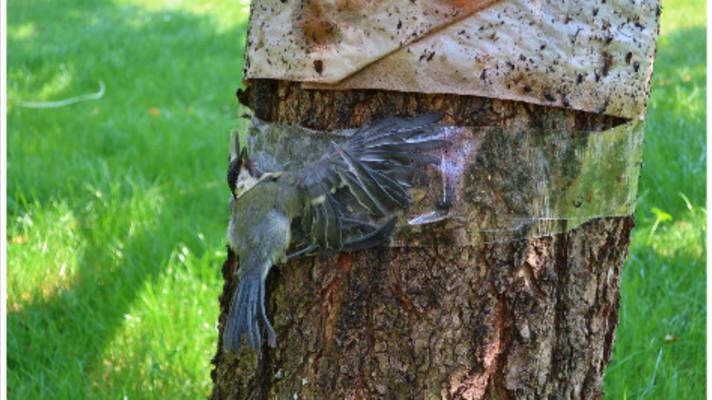 Ministerstvo zemědělství varuje: lepicí pasti na hmyz můžou při nesprávném použití neúmyslně zapříčinit týrání drobných obratlovců, hlavně ptáků