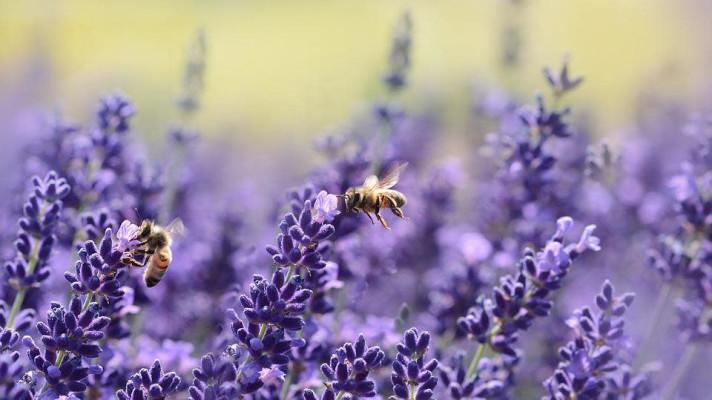 Výzva spolku MÁJA: Zastavme žabomyší spor kolem včel