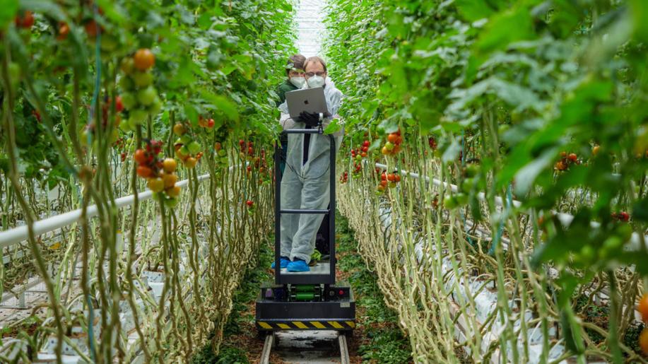 Robotické rameno a umělá inteligence vyřeší boj proti škůdcům rajčat
