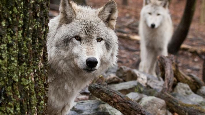 Odstřel vlků patří mezi nejméně účinné metody ochrany stád