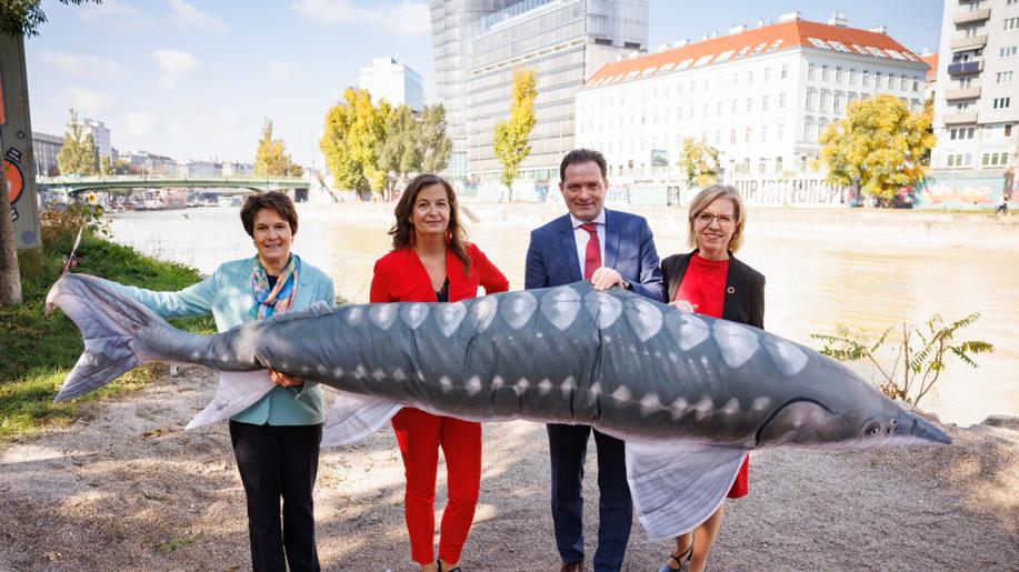 Vídeň chce vrátit ohrožené jesetery do Dunaje. Do konce dekády vypustí 1,6 milionu rybích mláďat