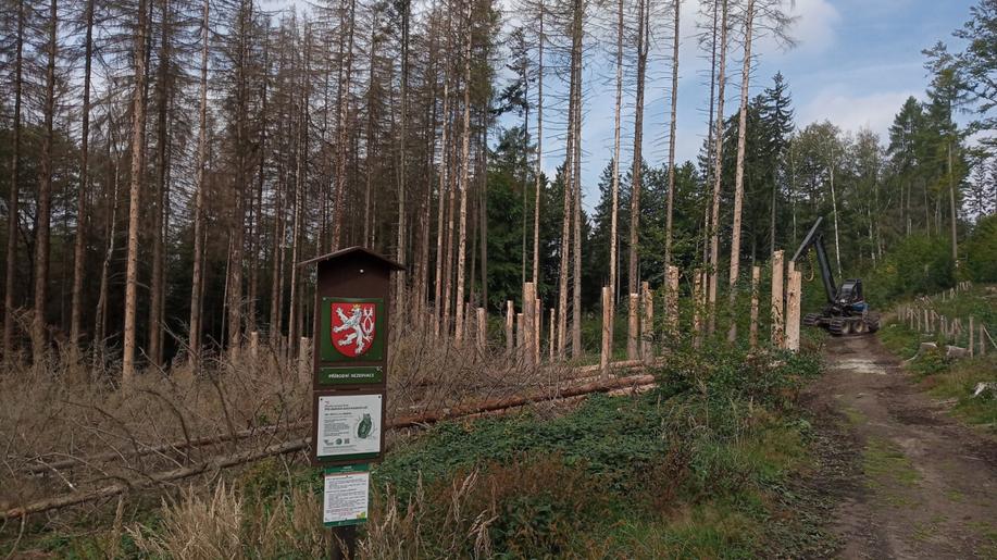 Pro turisty bezpečné ponechávání dřeva v lese po kalamitě je možné