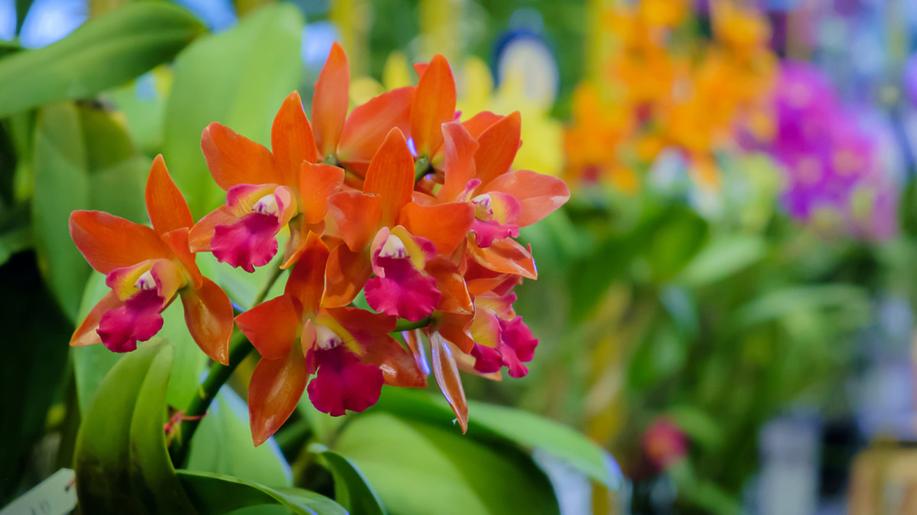 Na výstavě ve sbírkových sklenících v Olomouci jsou stovky orchidejí