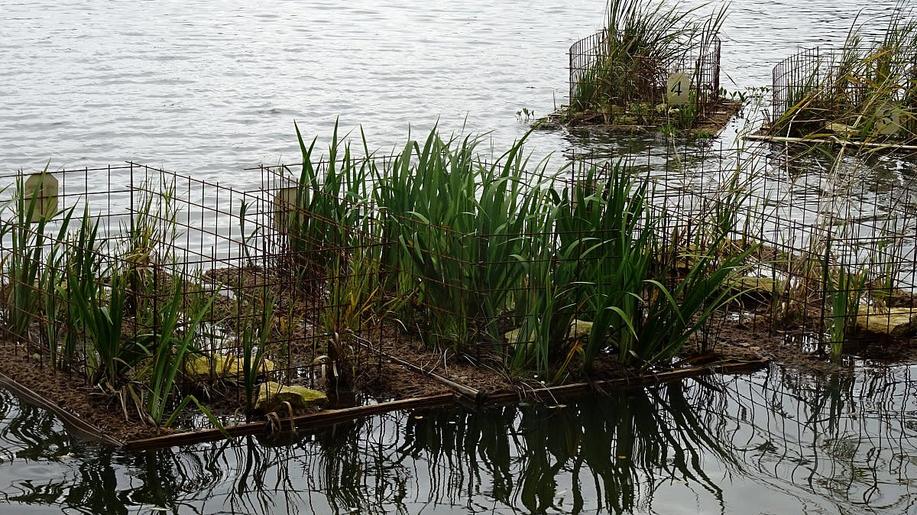 Jihočeský kraj chce na rybnících instalovat plovoucí ostrovy pro ptactvo