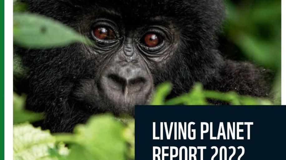WWF's Living Planet Report reveals a devastating 69% drop in wildlife populations on average in less than a lifetime