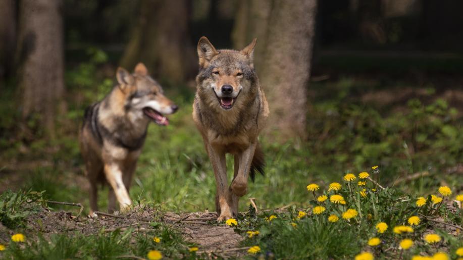 Vlci se letos rozmnožili nejméně v osmi oblastech. Potvrdil to monitoring Hnutí DUHA Šelmy
