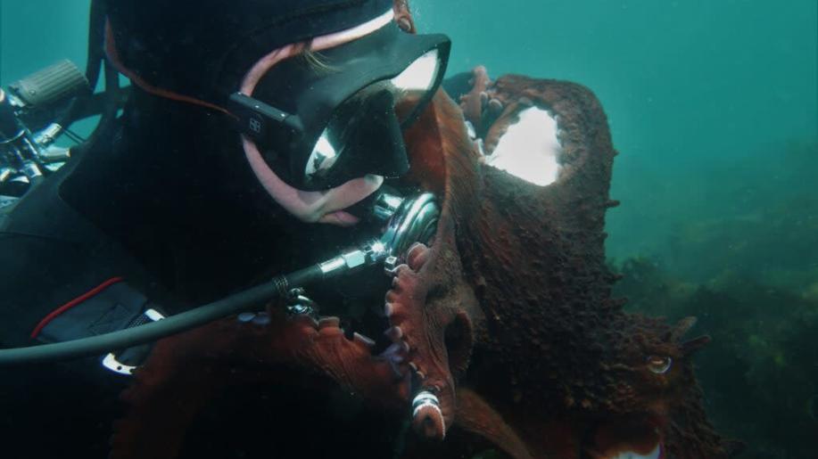 Kanadskou potápěčku přišla obejmout zvědavá chobotnice