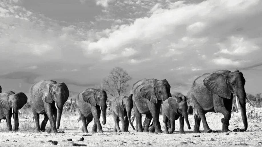 Zachraňme slony a dalších na 600 ohrožených druhů. Začala mezinárodní konference o CITES