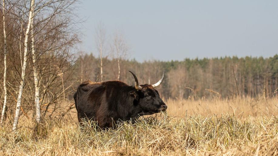 Plzeňský kraj rozšířil rezervaci velkých kopytníků u Nýřan téměř na dvojnásobek 