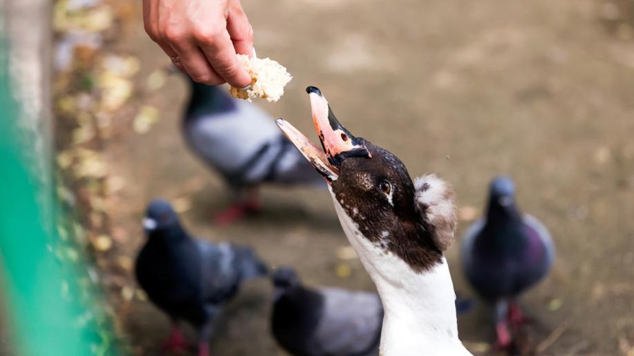 Ornitologové kvůli ptačí chřipce doporučují omezit krmení kachen a labutí