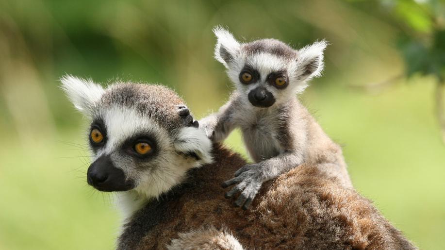 Jedinečným druhům na Madagaskaru hrozí vyhynutí, uvádí studie