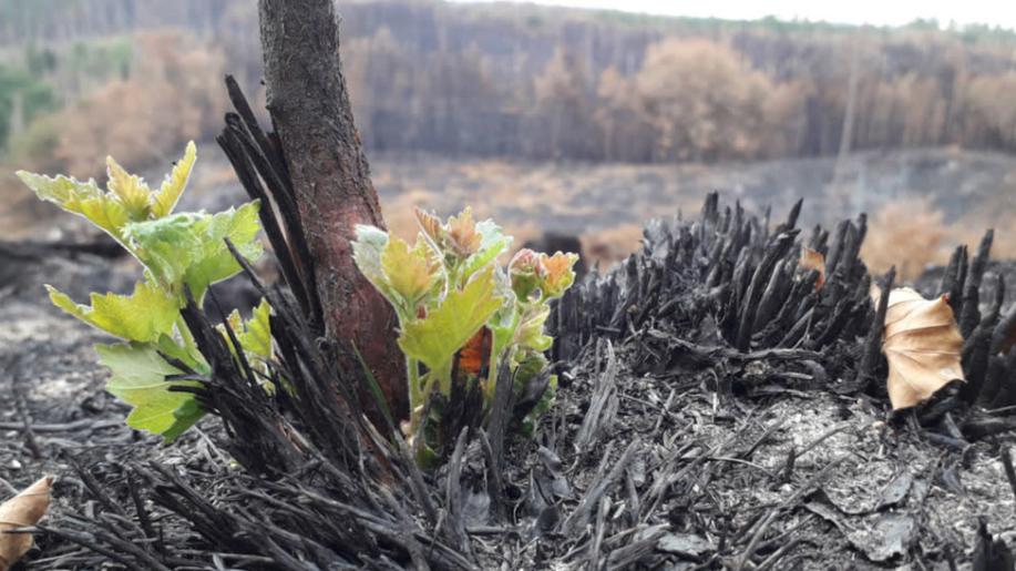 Vědci zmapovali požár v Českém Švýcarsku. Majitelé lesů se z něj musí ponaučit. Pro přírodu ale znamená probíhající obnova velkou šanci