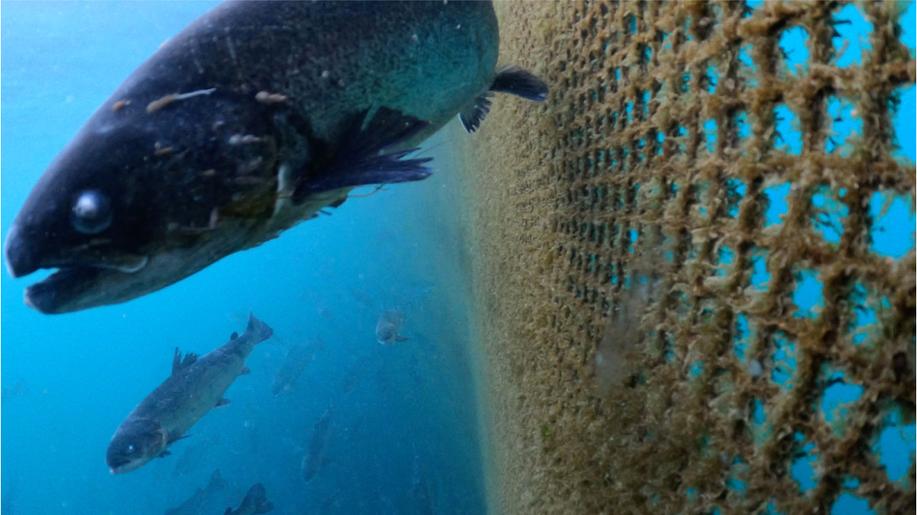 Zlepšení životních podmínek ryb je klíčem k udržitelné akvakultuře, tvrdí nová průkopnická zpráva
