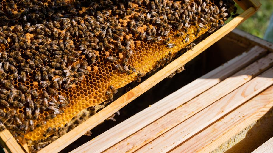 Ve Spojených státech schválili první vakcínu pro včely, ochrání je proti moru